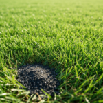 Jakie właściwości ma mączka bazaltowa jako naturalny użyźniacz trawników sportowych?